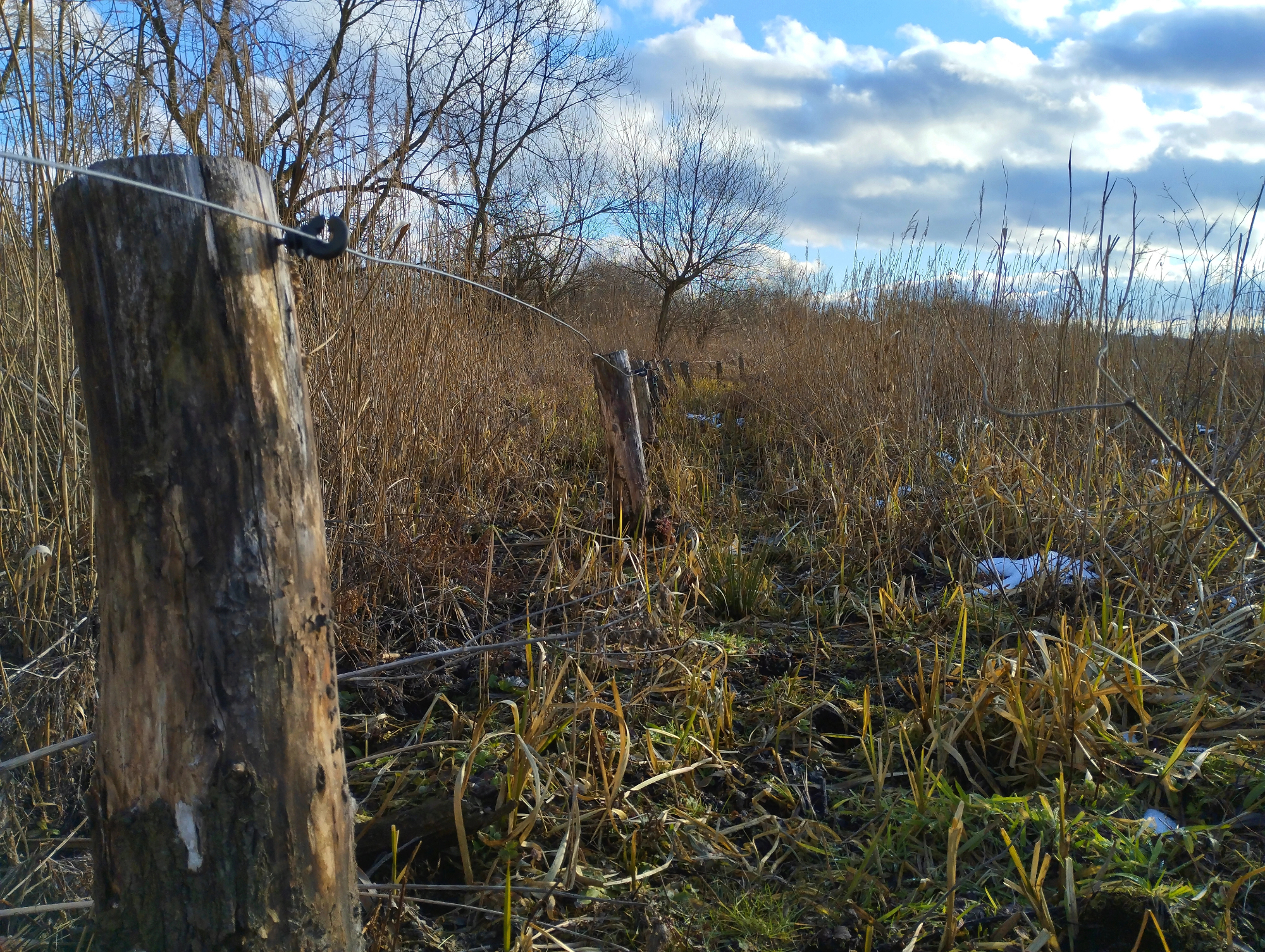 V močnem neurju je električni pastir obdržal živino znotraj ograje